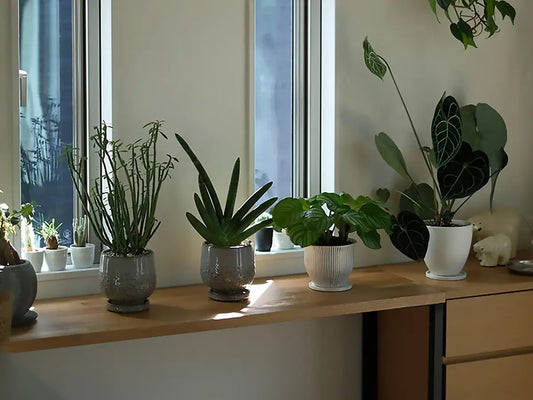 観葉植物たちの特等席。窓辺に馴染むオーク材のDIYディスプレイ棚